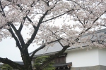 white sakura