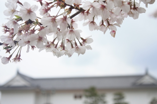 sakura depan istana tokugawa
