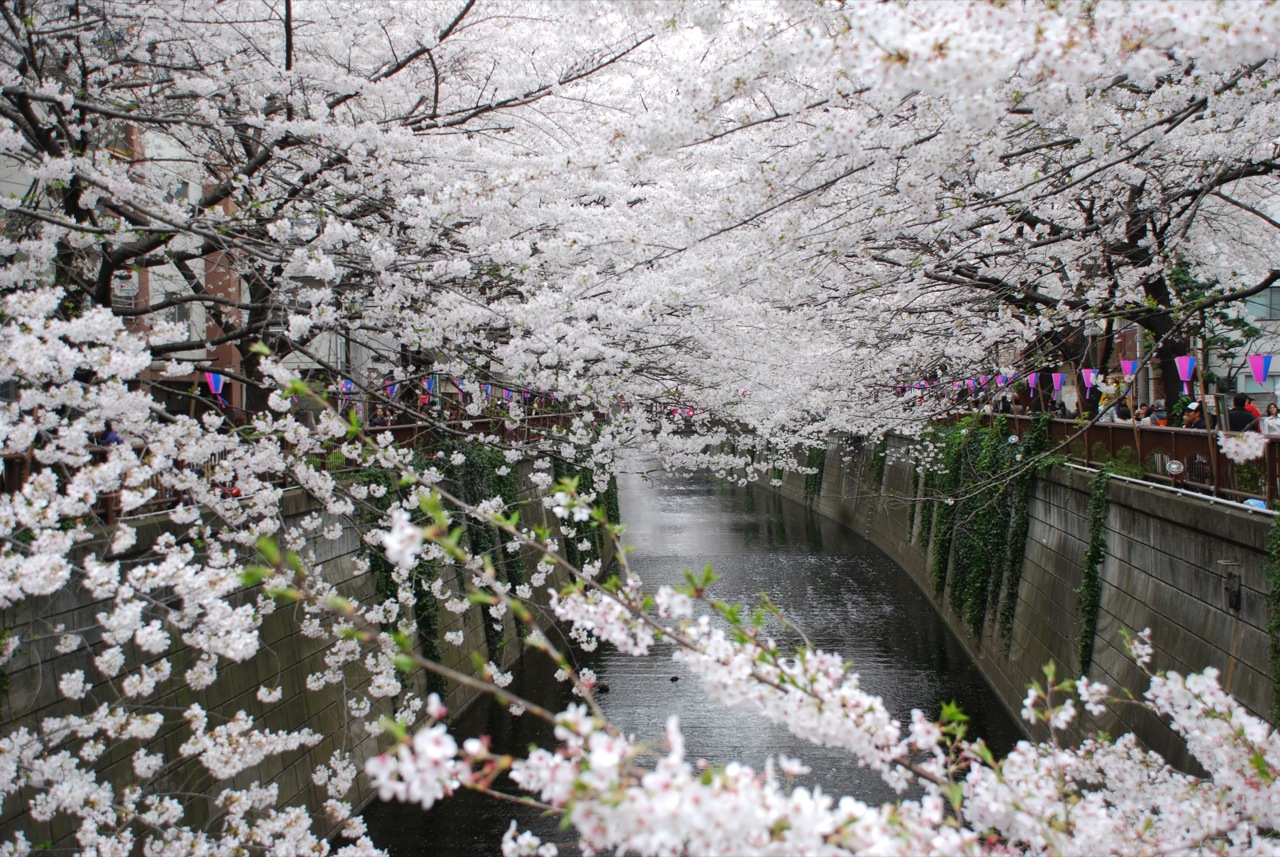 Foto Bunga Sakura Jepang